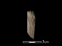 藏品(錛鑿形器)的圖片