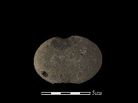 藏品(網墜)的圖片