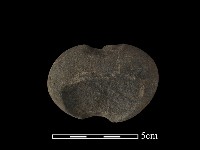 藏品(網墜)的圖片