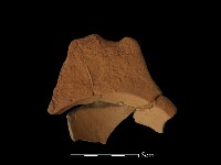 藏品(連杯形器)的圖片