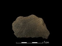 藏品(陶片)的圖片