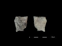 藏品(陶片)的圖片