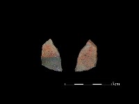 藏品(陶片)的圖片