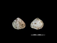 藏品(大蜆)的圖片