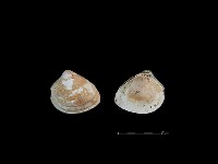 藏品(大蜆)的圖片