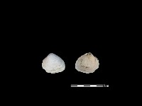 藏品(大蜆)的圖片