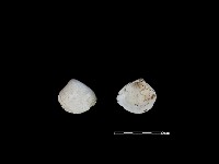 藏品(大蜆)的圖片