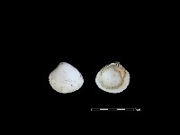 藏品(大蜆)的圖片