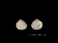 藏品(大蜆)的圖片