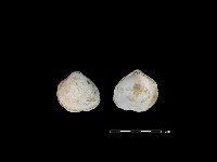 藏品(大蜆)的圖片