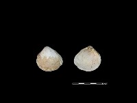 藏品(大蜆)的圖片