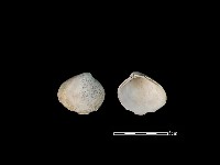 藏品(大蜆)的圖片