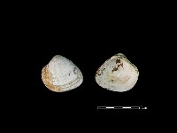 藏品(大蜆)的圖片