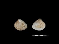 藏品(大蜆)的圖片