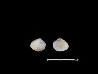 藏品(大蜆)的圖片