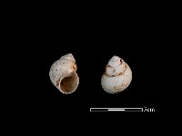 藏品(石田螺)的圖片