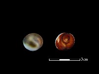 藏品(蠑螺)的圖片