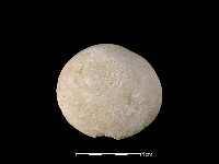 藏品(貝刮器)的圖片