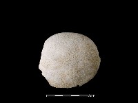 藏品(貝刮器)的圖片