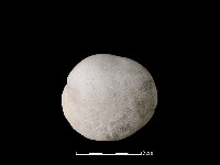 藏品(貝刮器)的圖片