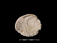 藏品(貝刮器)的圖片