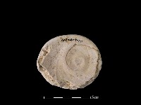 藏品(貝刮器)的圖片