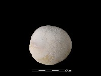 藏品(貝刮器)的圖片