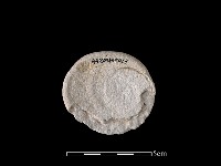 藏品(貝刮器)的圖片