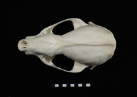 藏品(狗獾)的圖片