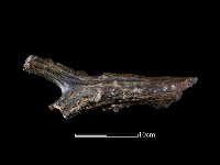 藏品(四不像化石)的圖片