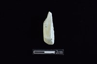 藏品(錛鑿形器)的圖片