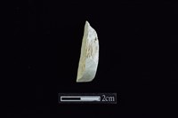 藏品(錛鑿形器)的圖片