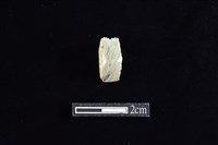 藏品(錛鑿形器)的圖片