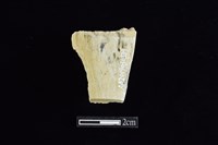 藏品(錛鑿形器)的圖片