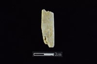 藏品(錛鑿形器)的圖片