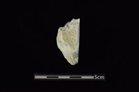 藏品(錛鑿形器)的圖片