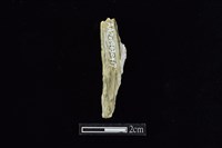 藏品(錛鑿形器)的圖片