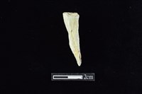 藏品(錛鑿形器)的圖片