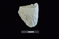 藏品(錛鑿形器)的圖片