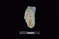 藏品(錛鑿形器)的圖片