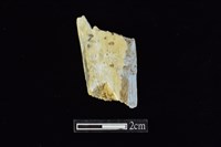 藏品(錛鑿形器)的圖片