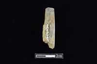 藏品(錛鑿形器)的圖片