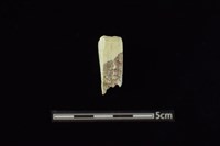 藏品(錛鑿形器)的圖片