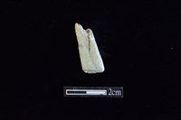 藏品(錛鑿形器)的圖片