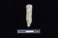 藏品(錛鑿形器)的圖片