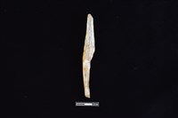 藏品(錛鑿形器)的圖片