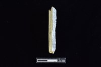 藏品(錛鑿形器)的圖片