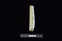 藏品(錛鑿形器)的圖片