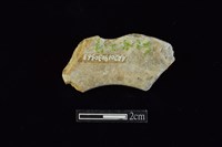 藏品(玉環)的圖片