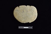 藏品(網墜)的圖片